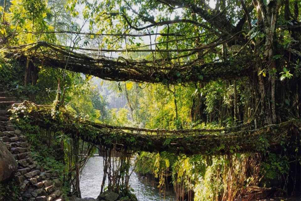 double deckar living root bridge expresses is lush green surroundings