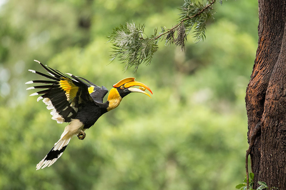 the great hornbill as spotted in the western ghat forests near athirappilly falls
