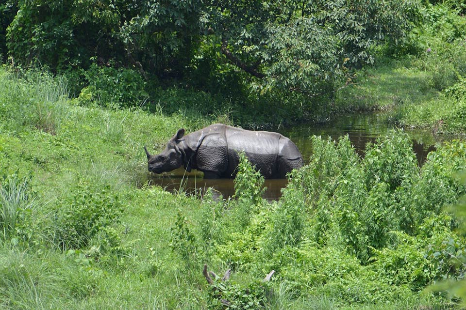 a rhino spotted in gorumara national park
