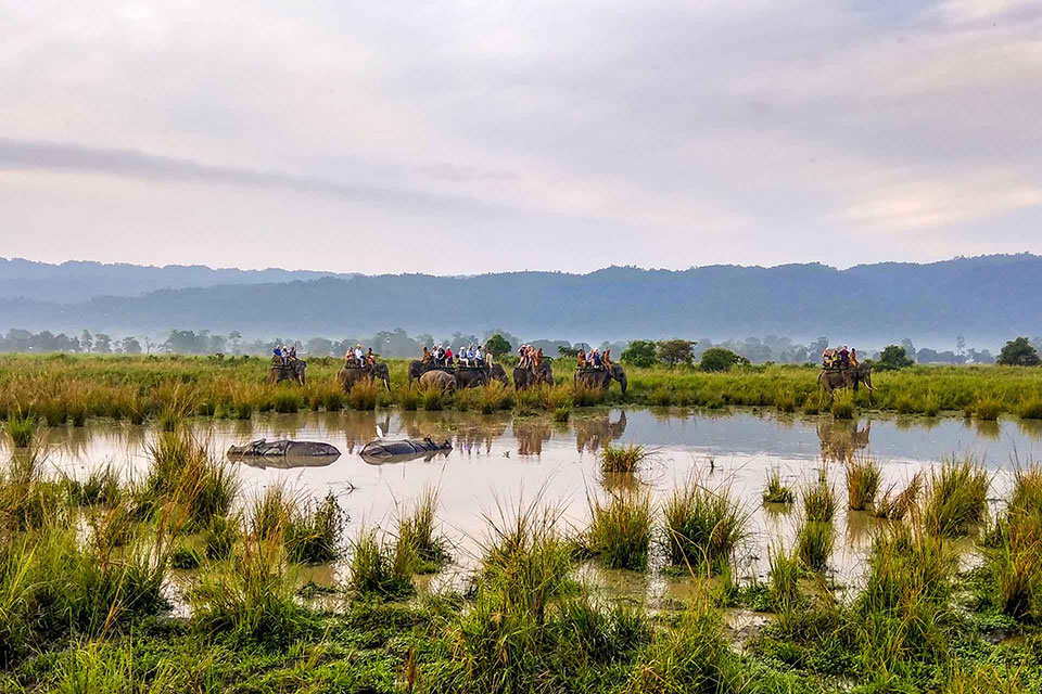tourists seen taking elephant safari near rhinos in a pond at kaziranga national park