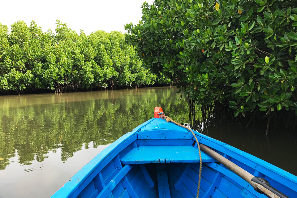 pov in a boat navigating through mangrove trees in the pichavaram forest
