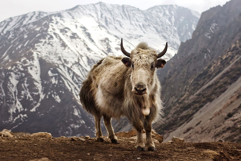 a himalayan yak seen in the sainj valley with snowy mountains in the background