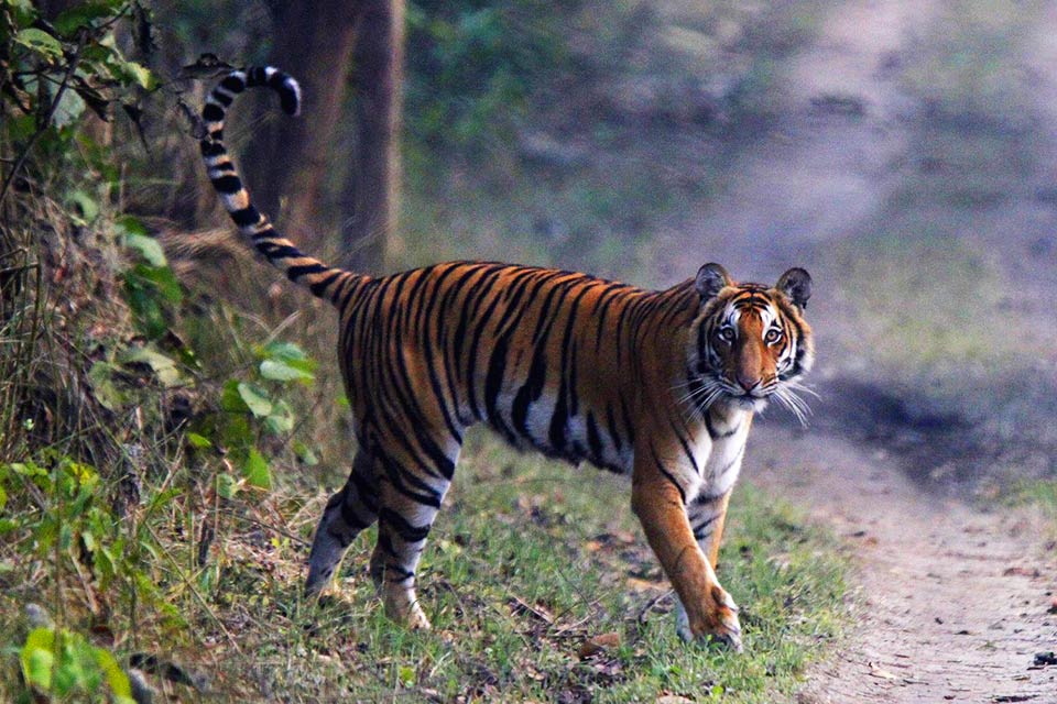 bengal tiger spotted in dudhwa national park