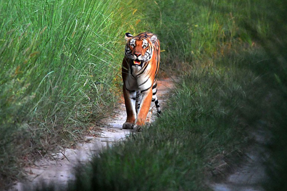 bengal tiger spotted on a safari trail at dudhwa national park